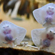 Illustration for article titled Dancing baby stingrays are super cute but they freak the hell out of me
